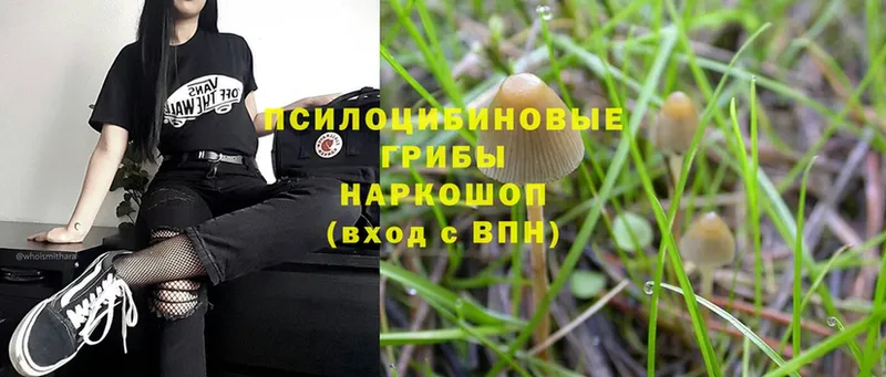 Галлюциногенные грибы Psilocybine cubensis  сколько стоит  shop официальный сайт  Цоци-Юрт 